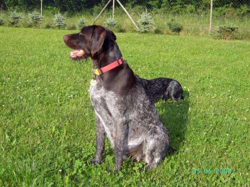 Yentl kurz vorm Werfen